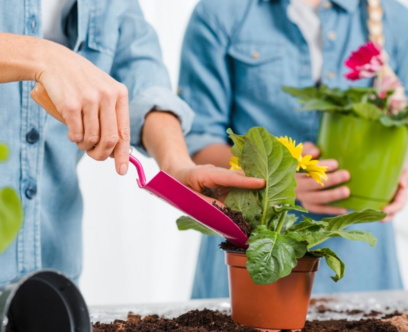 Guide de Jardinage pour Débutants : Planter, Cultiver et Entretenir