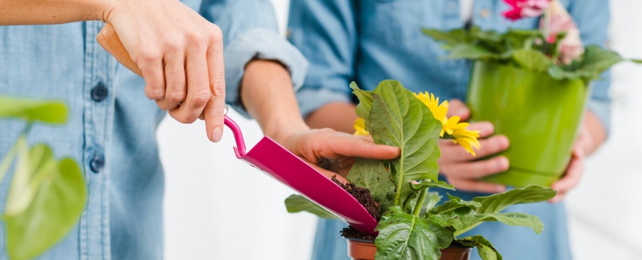 Guide de Jardinage pour Débutants : Planter, Cultiver et Entretenir