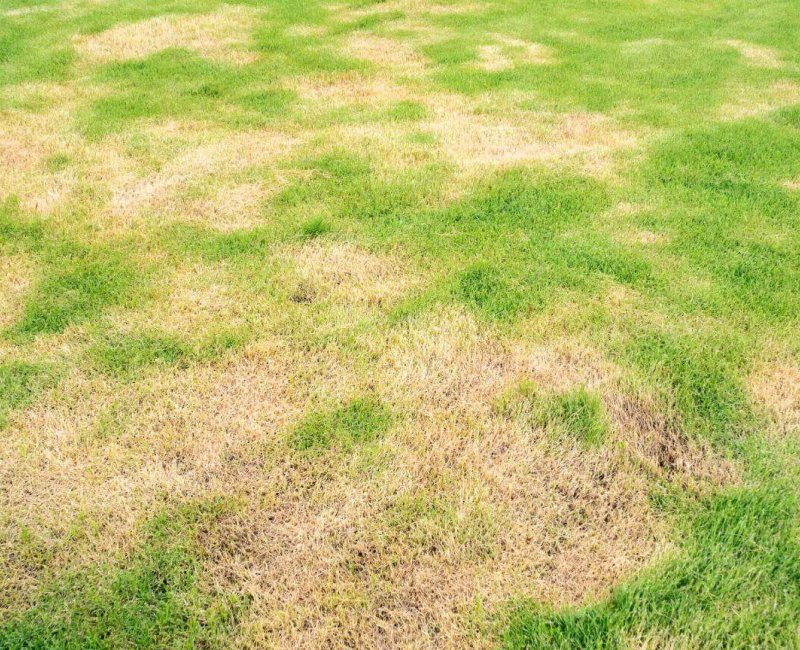 Pelouse abîmée après la tonte : reconnaître 7 symptômes et leurs causes