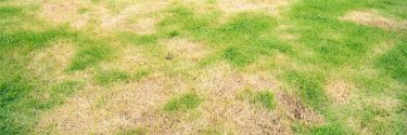 Pelouse abîmée après la tonte : reconnaître 7 symptômes et leurs causes