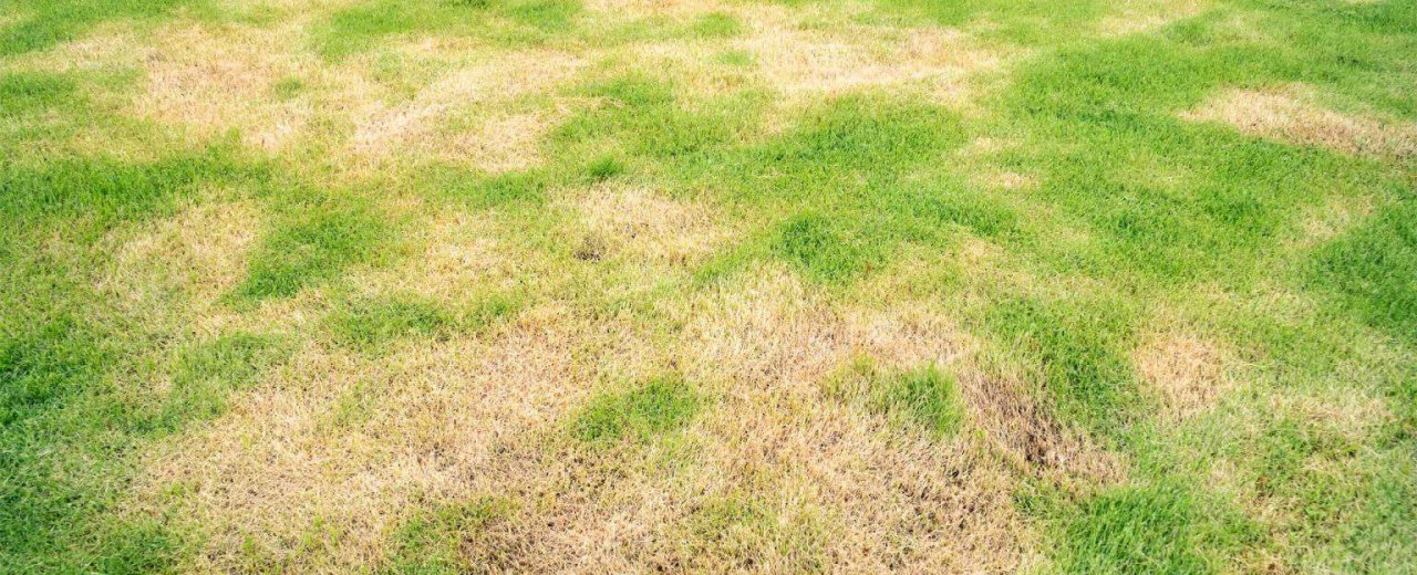 Pelouse abîmée après la tonte : reconnaître 7 symptômes et leurs causes